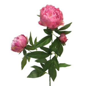 (Best) Peony mauve duchesse de luemours spray 70cm